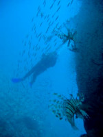 Lionfish