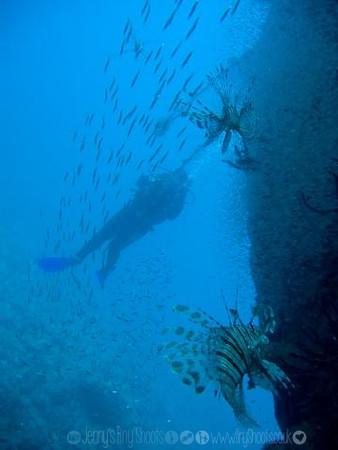 Lionfish