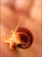 Pet pink snail