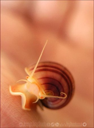 Pet pink snail