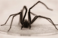 scary spider