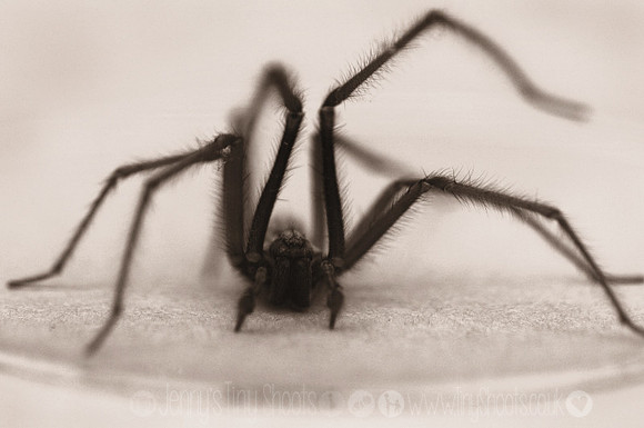 scary spider