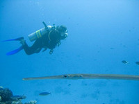 Pipefish