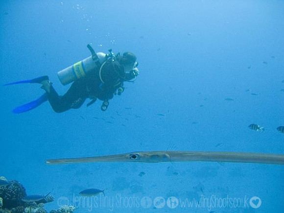 Pipefish