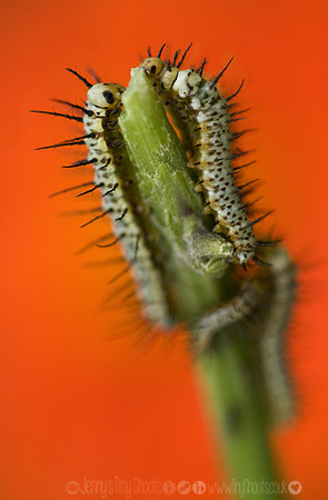 Zebra Longwing caterpillar