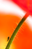 red and greenfly