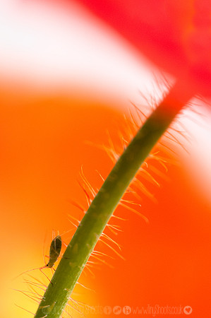 red and greenfly