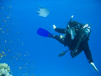 Diving