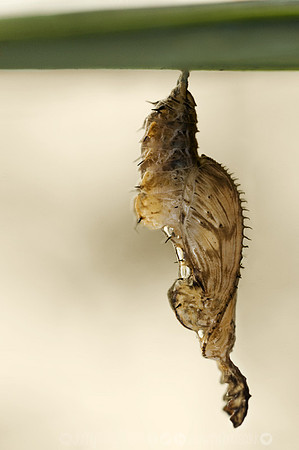 Zebra Longwing chrysalis