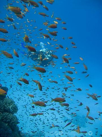 On the reef