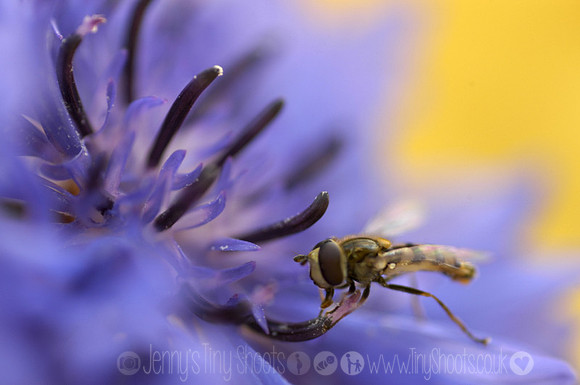 cornflower and hoverfly