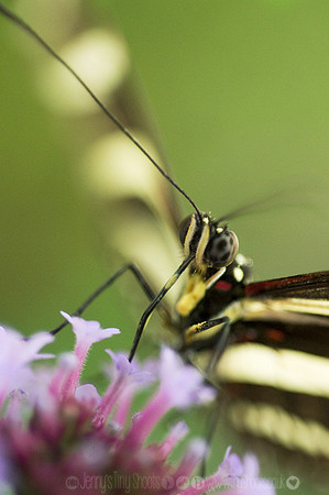 Zebra Longwing 1