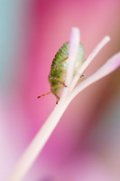 green shield bug