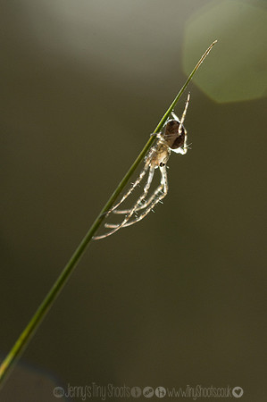 Autumn spider 1