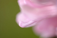 hyacinth