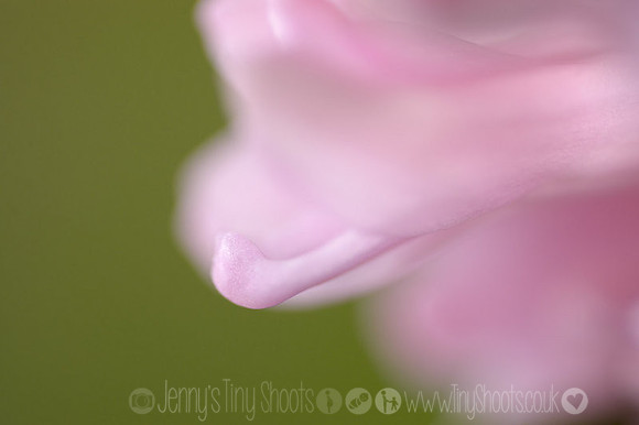 hyacinth