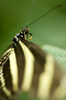 Natural world