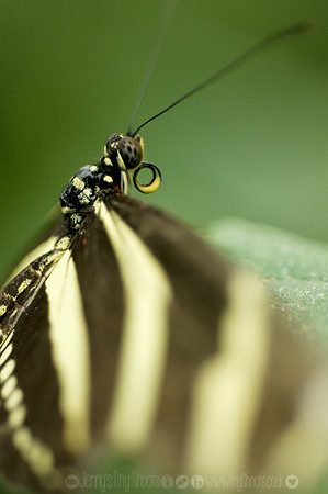 Zebra Longwing 2