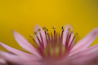 sucullent flower