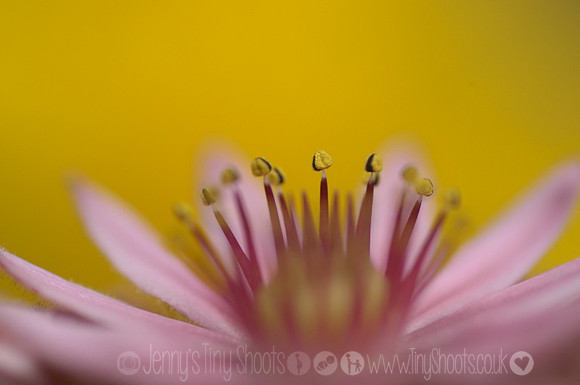 sucullent flower