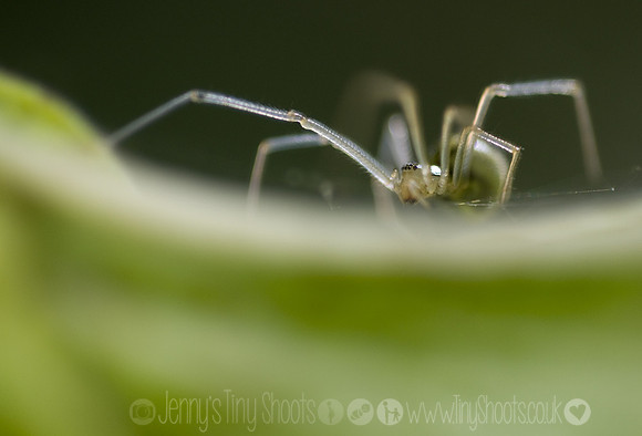 Green spider