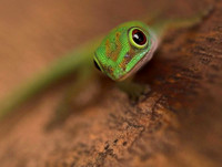 green gecko