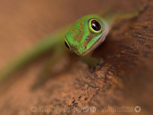 green gecko