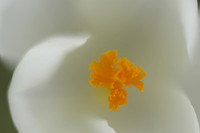 crocus centre