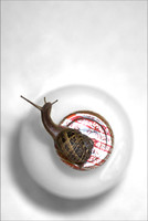 Snail on my doorstep.
