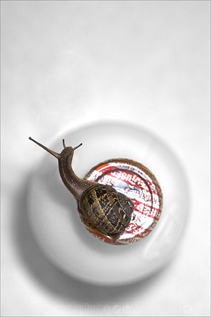 Snail on my doorstep.