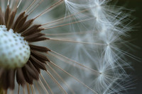 Dandelion clock