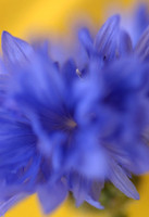 cornflower