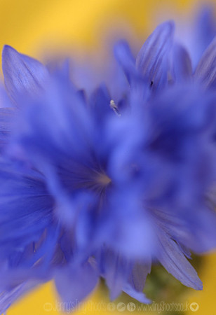 cornflower