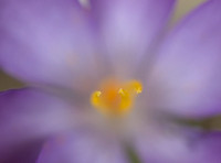 crocus centre 2