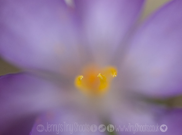 crocus centre 2
