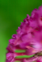 buddleja