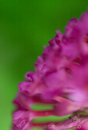 buddleja