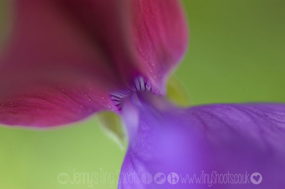 sweetpea