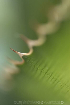 spike