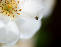 DSC_2361-Edit