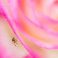 Macro creatures