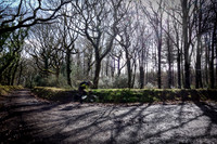 25th March - dramatic bare trees