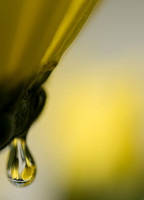 Yellow drop 2