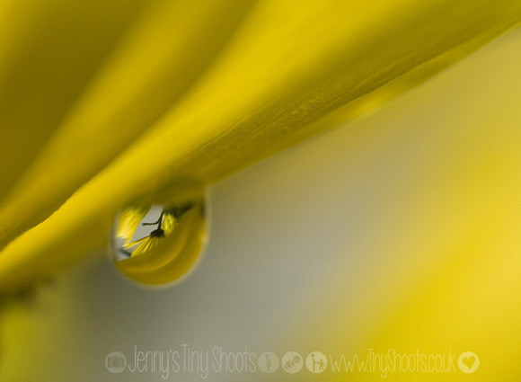 Yellow drop 1